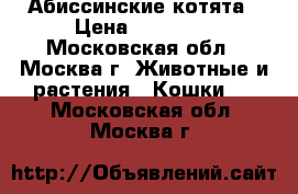 Абиссинские котята › Цена ­ 14 000 - Московская обл., Москва г. Животные и растения » Кошки   . Московская обл.,Москва г.